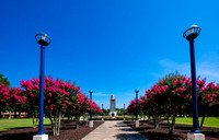 The crepe myrtles line the entrance to campus