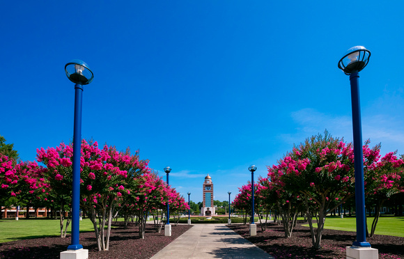 The crepe myrtles line the entrance to campus